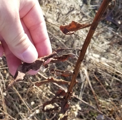 Solidago speciosa rigidiuscula