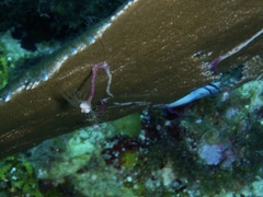 Ralpharia gorgoniae image