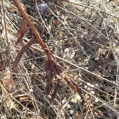 Solidago speciosa rigidiuscula