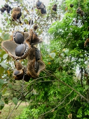 Mucuna mutisiana