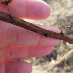 Solidago speciosa rigidiuscula