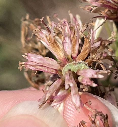 Unknown species found near Eustace Ave, Deltona, FL, US
