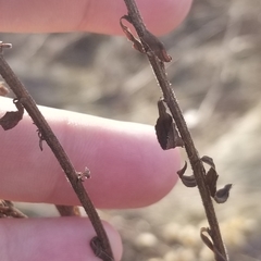 Solidago speciosa rigidiuscula