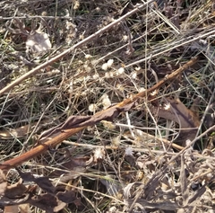 Solidago speciosa rigidiuscula