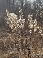 Solidago speciosa rigidiuscula