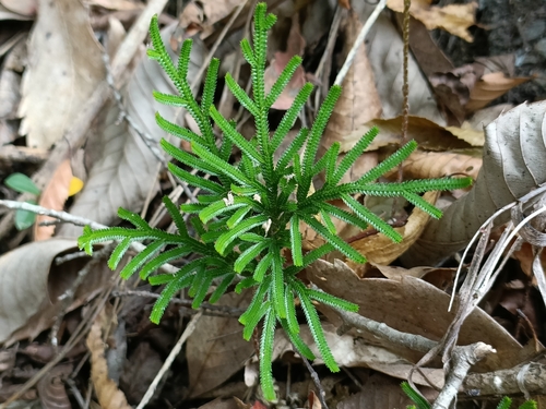 Red-stem spikemoss (Selaginella stauntoniana)