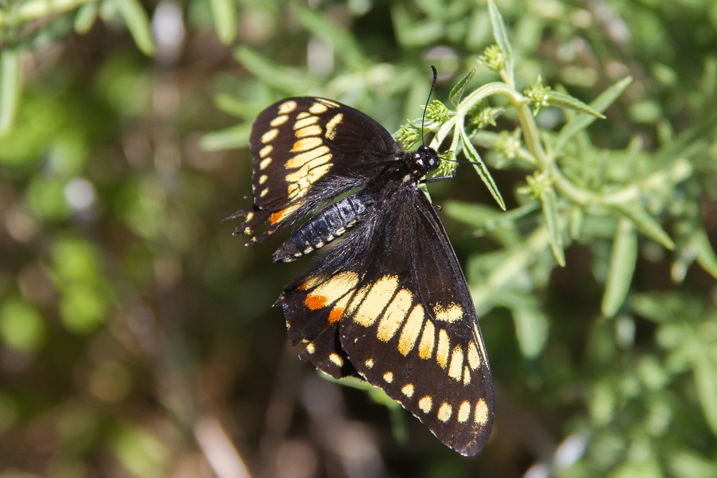 Papilio hellanichus