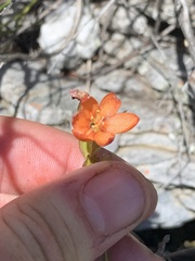 Gladiolus brevitubus