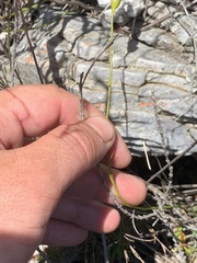 Gladiolus brevitubus