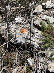 Gladiolus brevitubus