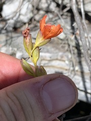 Gladiolus brevitubus