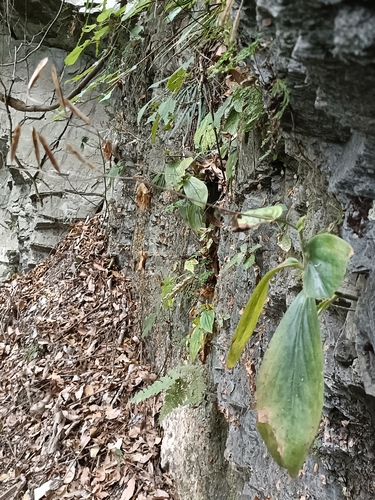 Tricyrtis lasiocarpa, photograph 4