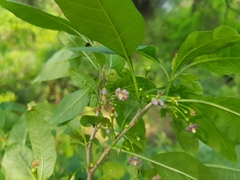 Vassobia breviflora