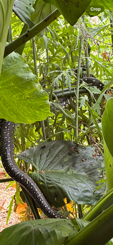 Diamond Python sighting