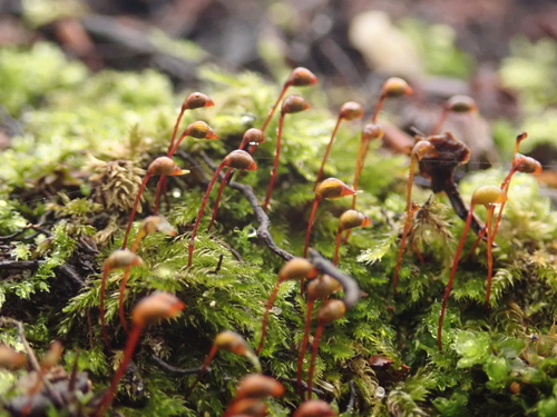 Representative image of Brachytheciastrum