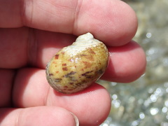 Nerita peloronta