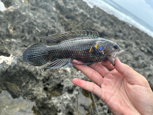 Plesiops corallicola observed 2025-10-24