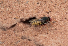 Bembix diversipennis