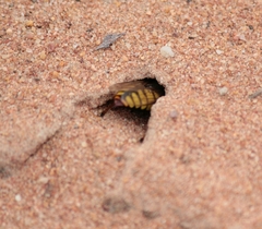 Bembix diversipennis