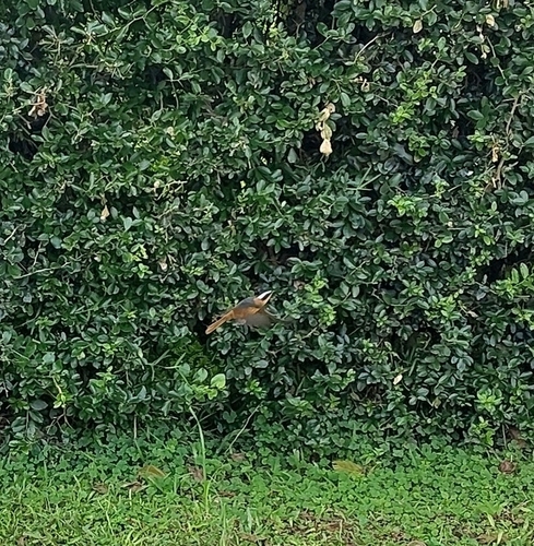 White-browed Robin-Chat