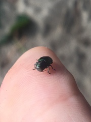 Chrysobothris frontiscalla