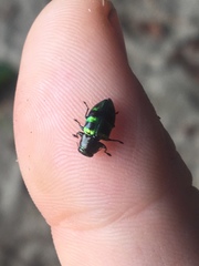 Chrysobothris frontiscalla