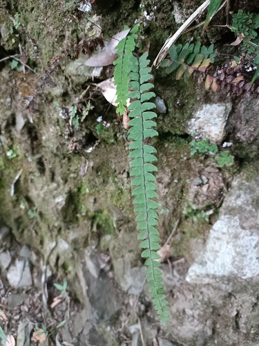 Adiantum edgeworthii, photograph 2