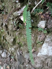 (c) Yinling Chen, some rights reserved (CC BY) Adiantum edgeworthii, photograph (c) Yinling Chen, some rights reserved (CC BY)