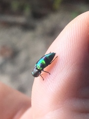 Chrysobothris frontiscalla