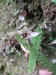 (c) Yinling Chen, some rights reserved (CC BY) Adiantum edgeworthii, photograph (c) Yinling Chen, some rights reserved (CC BY)