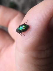 Chrysobothris frontiscalla