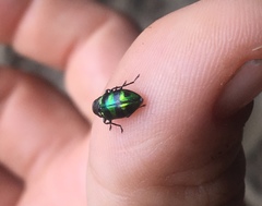 Chrysobothris frontiscalla