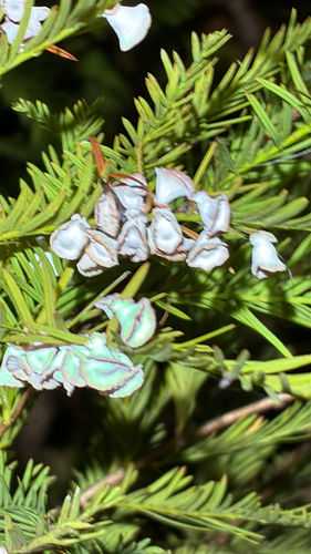 Unknown species found near Murray, KY, US