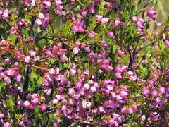 Erica nutans