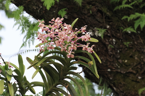 Soft Vanda (Vanda suavis)