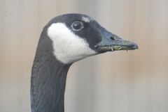 Branta canadensis parvipes