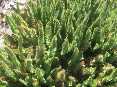 Polystichum lemmonii