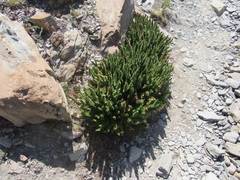 Polystichum lemmonii