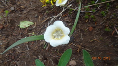 Calochortus subalpinus
