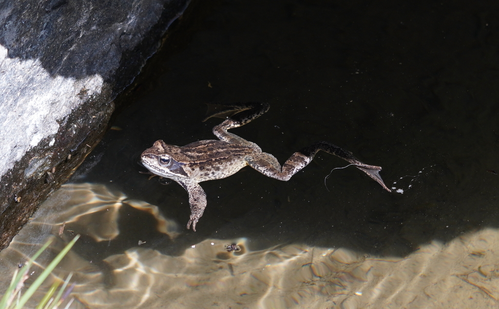 European Common Frog from 6542 Pfunds, Österreich on June 13, 2025 at ...