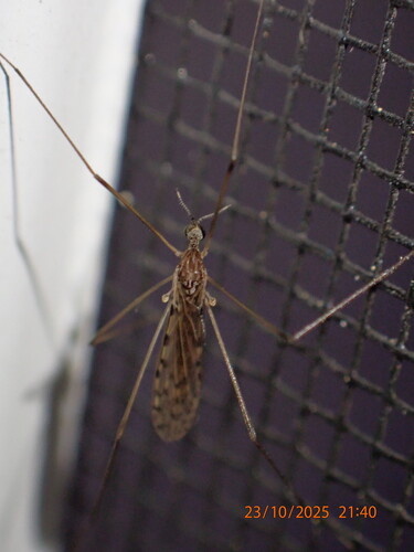 Unknown species found near Dunedin, FL, USA