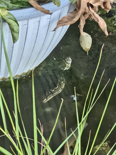 Coastal Carpet Python sighting