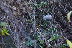 Pyrrhula pyrrhula griseiventris