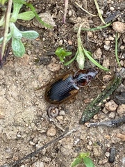 Tanystoma maculicolle