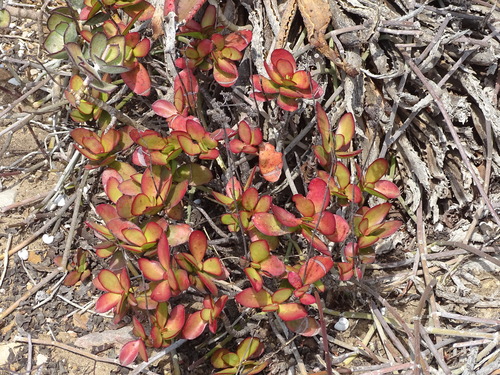 Crassula cultrata