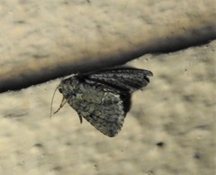 Polyphaenis sericata