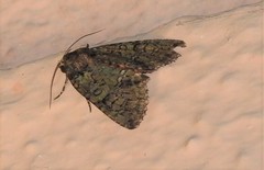 Polyphaenis sericata