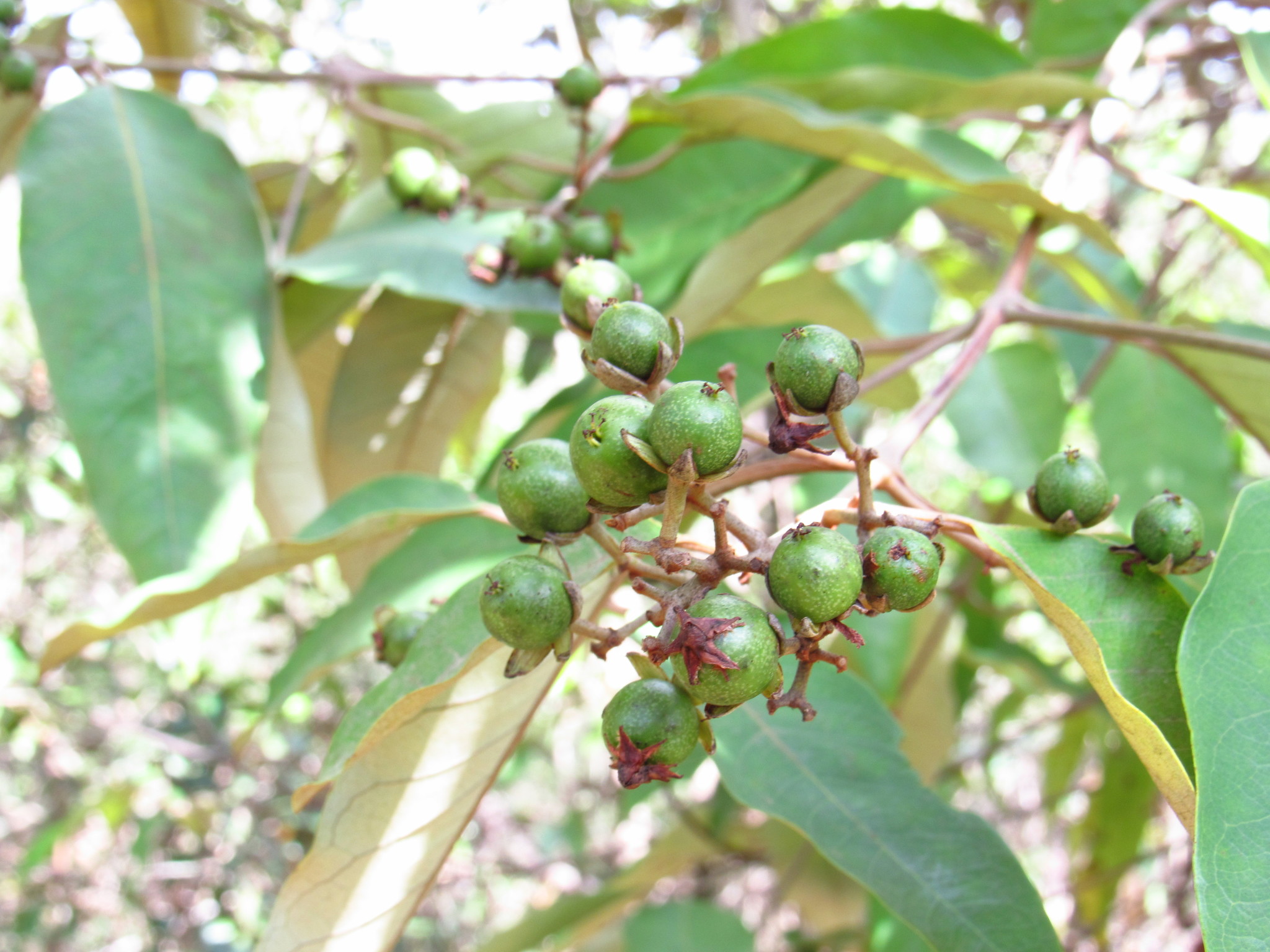 Imagem de Vismia gracilis