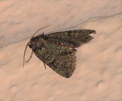 Polyphaenis sericata