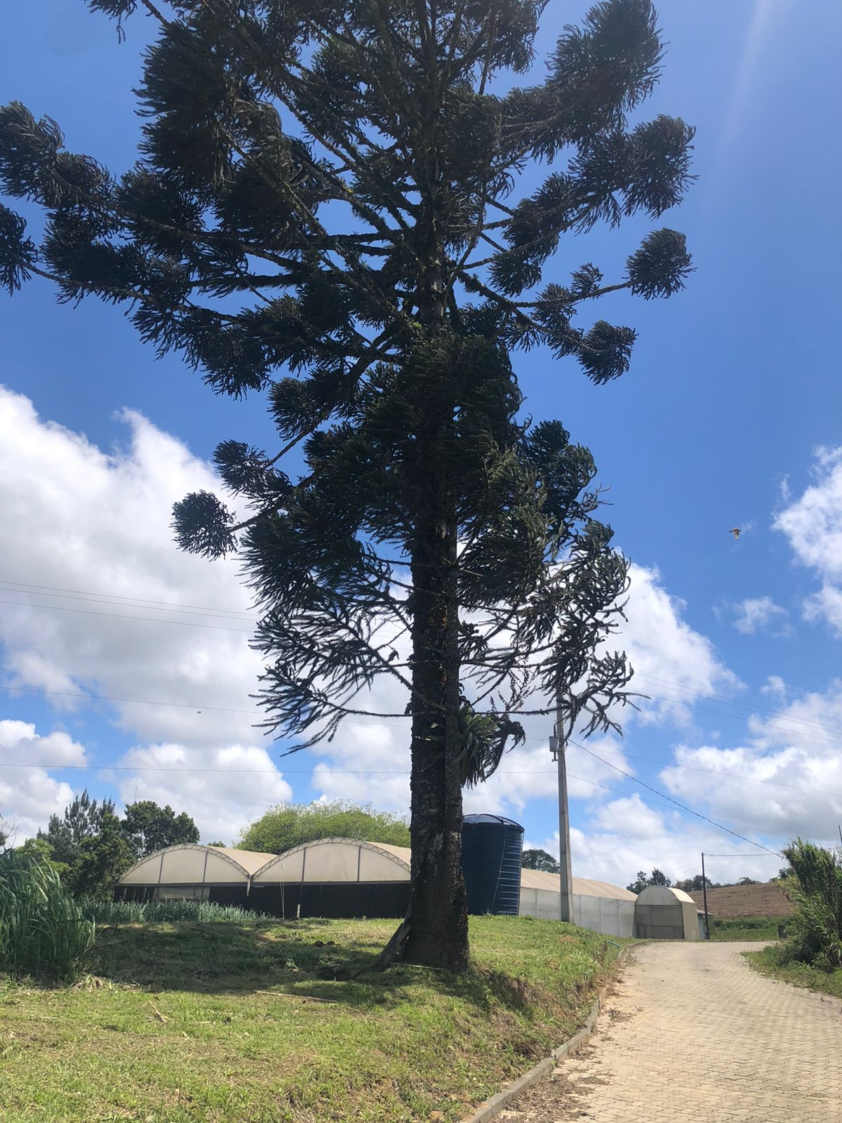 Araucaria angustifolia